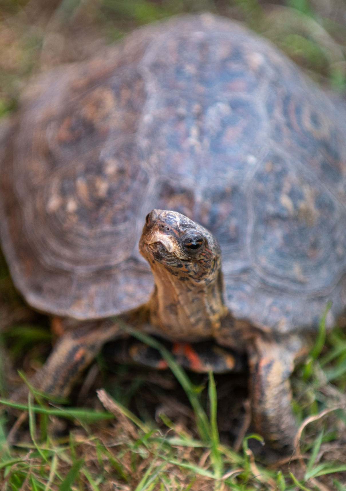 Southern Idaho Reptile Rescue coming to the fair
